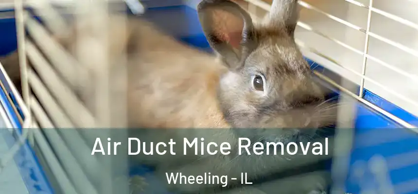  Air Duct Mice Removal Wheeling - IL