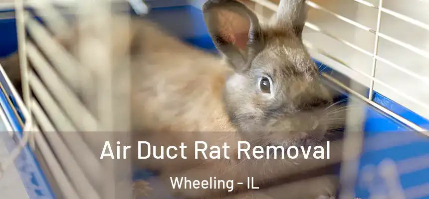  Air Duct Rat Removal Wheeling - IL